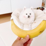 강아지 바나나 묽은변에 도움되는 과일