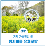 유채꽃 명소 추천 거제 평지마을 유채꽃밭, 경남 4월 꽃구경