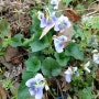 미국제비꽃 (종지나물 Meadow or Hooded blue violet)