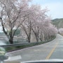 진안_용담호 용담댐 성남 벚꽃엔딩