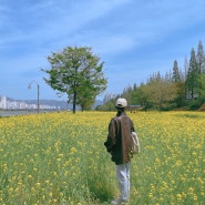 울산 유채꽃 단지, 태화강 국가정원 유채꽃길 현황