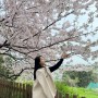 내가 좋아하는 4월, 벚꽃 막차 즐기러 해운대 달맞이