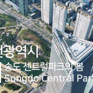 5K 드론 영상 - 송도 센트럴파크의 봄 [Korea 5K Drone - Spring in Songdo Central Park]