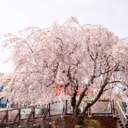 세종 베어트리파크 수양 벚꽃 명소 만개 | 대전 근교 여행 아이 데리고 갈만한곳 수목원 동물원