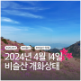［24.04.14 비슬산 실시간 개화 현황］비슬산 참꽃 축제