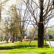 🌸벚꽃 네버 엔딩_보라매 공원, 반포 한강공원_#생명나눔 명소 #서울 가볼만한 공원 #봄나들이