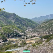 대전근교·충남 벚꽃명소 | 금산 보곡산골 산벚꽃 축제 리뷰