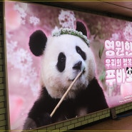 서울2호선 삼성역, 영원한 우리의 행복, 푸바오 푸공주 광고판 촬영