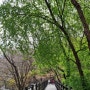 서울 걷기 좋은 길 안산자락길 벚꽃동산 홍제폭포