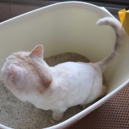 고양이벤토나이트모래 우리집 냥이 똥오줌 확인하기 쉬운 펫스트코