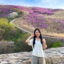 진달래가 만개한 창녕 화왕산 자하곡 주차장 - 허준세트장(진달래군락지) 일몰 산행(24.04.14)