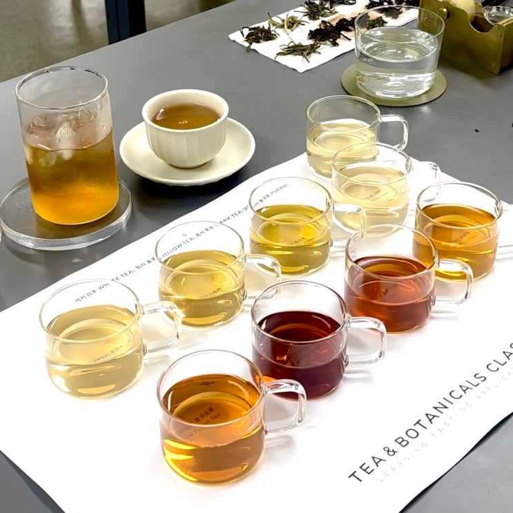 티앤보태니컬클래스 N.5 백차 白茶 WHITE TEA, 황차 黃茶 YELLOW TEA, 흑차 黑茶 DARK TEA (보이차 ...