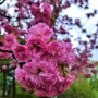 봄비 오는 날 산책 겹벚꽃 활짝 핀 성호공원