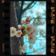 내 사진첩 속의 봄꽃들!