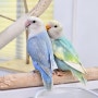 [모란앵무] 민트색 파란색 앵무새!