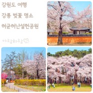 강릉 여행 코스 벚꽃 명소 허균허난설헌기념공원 산책