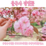 2024 경주 불국사 겹벚꽃 명소(4/14 실시간 개화상황)