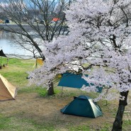 [청도 운문댐 하류 보 유원지] 벚꽃 캠핑은 지금, 이곳이 최고!