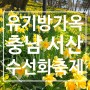 [당일치기]충남 서산 유기방가옥 수선화 축제 4월 꽃축제 봄나들이