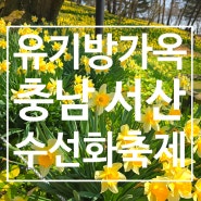 [당일치기]충남 서산 유기방가옥 수선화 축제 4월 꽃축제 봄나들이