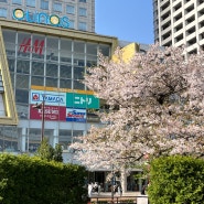 일본 도쿄 여행 4월 날씨 벚꽃
