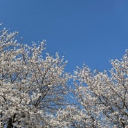 4월 일상(1) 합천 벚꽃 명소, 합천 백리벚꽃길, 합천 영상테마파크 벚꽃