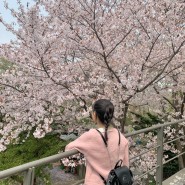 서울대공원에서 벚꽃구경