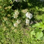 조팝꽃 시작, 은방울꽃도 쑥쑥 _우리집 정원 식물들 기록