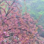 서산 개심사 청벚꽃 왕벚꽃 겹벚꽃 만개 4월 15일 실시간