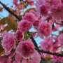 진짜 식단관리 밥없는 김밥, 월산공원 겹벚꽃, 4월 공휴일 일상