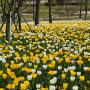 마곡 서울식물원 튤립위치 서울 봄 나들이 피크닉 가볼만한 곳