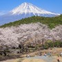 시즈오카 여행 :: 화사한 꽃과 후지산이 자아내는 멋진 풍경 '이와모토야마 공원(岩本山公園)'