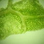 식물 나뭇잎 이파리 기공 관찰 식물 확대관찰 현미경 표피제거 학교 HT004 비디오현미경 과학 실험실 1000배현미경