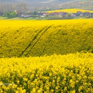 체코여행 모라비아의봄 모라비아 유채꽃