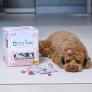 3년째 급여중인 강아지 덴탈껌 포켄스 덴티페어리 한정판 벚꽃에디션 출시