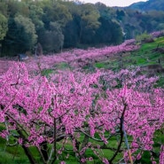 핑크빛 만개 복숭아꽃 복사꽃이 아름다운 4월 전주 오송제