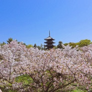 일본 벚꽃 여행 교토 아름다운 관광명소 닌나지