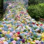 [중국/상하이 여행] 상하이 꽃구경하고 피크닉하기 좋은 곳: 상하이공청삼림공원