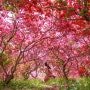 전주여행 | 봄날의 핑크빛 겹벚꽃동산 전주완산공원 + 카페 봄 + 메르밀 진미집