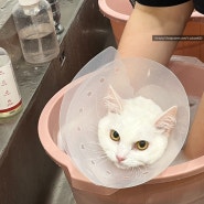 [부산무마취미용] 부산고양이미용 묘미 목욕가격주차