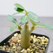 [아프리카식물]오베숨 미니바오밥