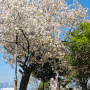 창원 겹벚꽃 사진찍기좋은 명소 성산패총 늘푸른전당 봄소풍