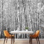 [크레용벽지] 흑백 자작나무 숲 풍경 인테리어 뮤럴 포인트 디자인 벽지 & 롤스크린