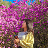 4월 꽃구경 부천 원미산 진달래동산, 축제, 주차장, 개화정도