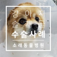 포메 양측 슬개골 탈구 수술 사례 : 인천 소래동물병원에서 슬개골 수술한 호두의 이야기 :)