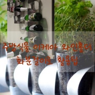 주방식물 허브 이케아 와인홀더 로 화분걸이 재활용품만들기