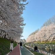 2024 양재천 벚꽃축제/무브살롱 시즌3: 벚꽃다이닝