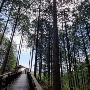 [장성여행_3] 국립장성치유의숲(모암주차장 출발), 편안함과 건강한 느낌 가득한 피톤치드 편백나무 숲길을 걷다.