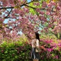 대구 겹벚꽃 명소 월곡역사공원 철쭉과 어우러진 핑크빛 물결