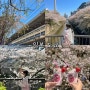 일본 도쿄 벚꽃 명소 나카메구로 메구로강 4월 여행 + 가볼만한곳